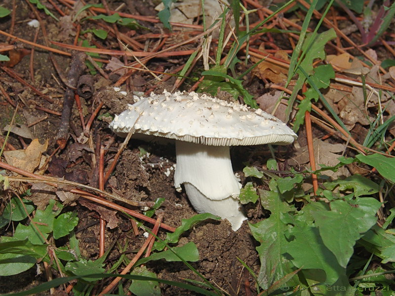 Amanita echinocephala